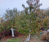 земля 6.51 сот проспект Энтузиастов